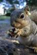 Squirell.jpg