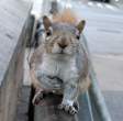 squirrel.jpg