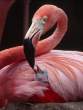 Flamingo.jpg