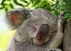 Koala relaxing.jpg