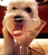 Drink.jpg