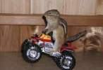 motorcyclesquirrel.jpg