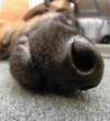 Sniff.jpg
