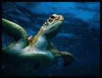 Turtle.jpg