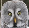 Owl.jpg