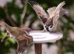Sparrow.jpg