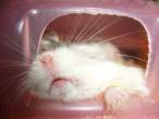 Sleeping.jpg