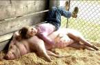 Pigs dream.jpg