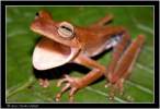 Brown frog.jpg