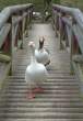Walk the line.jpg