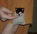 pocketkitty1.jpg