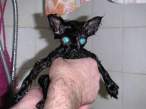 Wet kitty.jpg