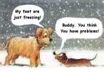 dogs-freezing-privates-off.jpg