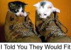cats in shoes.jpg