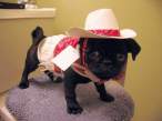 Cow dog.jpg