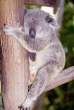 Koala.jpg