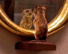 Mouse in the mirror.jpg