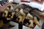 puppies on table.jpg