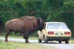 bufalo.jpg