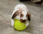 Bunny Ball.jpg