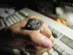 Mouse.jpg