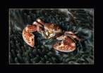 Crab.jpg