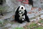 Panda love.jpg