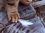 Feather.jpg