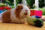 Piggie.jpg
