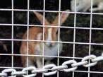 Wabbit.jpg
