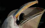 Pelican.jpg