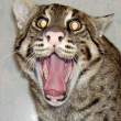 Insane kitty.jpg
