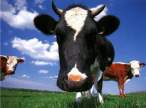 Cow.jpg
