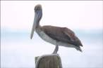 pelican-waterfront-2.jpg