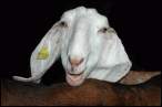 Goat.jpg