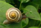 Snail.jpg