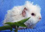 Hedge hog.jpg