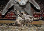Cat fight.jpg
