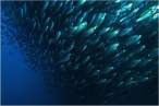 Fish.jpg
