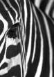 Zebra.jpg