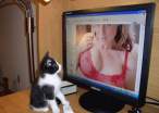 Kitty knows.jpg