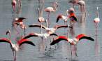 Flamingos.jpg