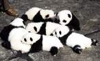 Panda paradise.jpg
