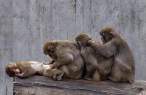 Monkey style.jpg