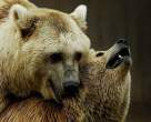 Bears.jpg