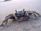 Crab.jpg