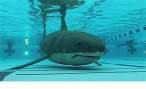 Shark.jpg