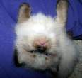 What a kitten.jpg