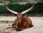 Horns.jpg