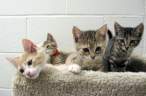 Kittens.jpg
